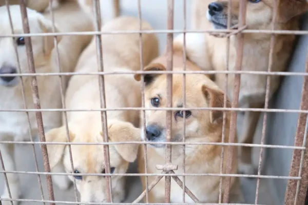 Schronisko w Nowym Targu: Pieski czekają na adopcję