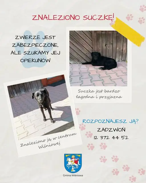 Zagubiona suczka w Wiśniowej – czeka na właściciela