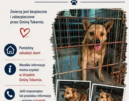Gmina Tokarnia szuka właściciela zabezpieczonego psa