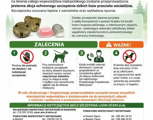 Szczepienie lisów przeciwko wściekliźnie w Małopolsce – akcja od 20 do 30 września